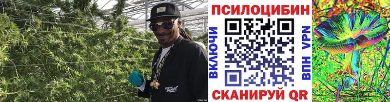 Галлюциногенные грибы MAGIC MUSHROOMS  darknet наркотические препараты  Новороссийск 